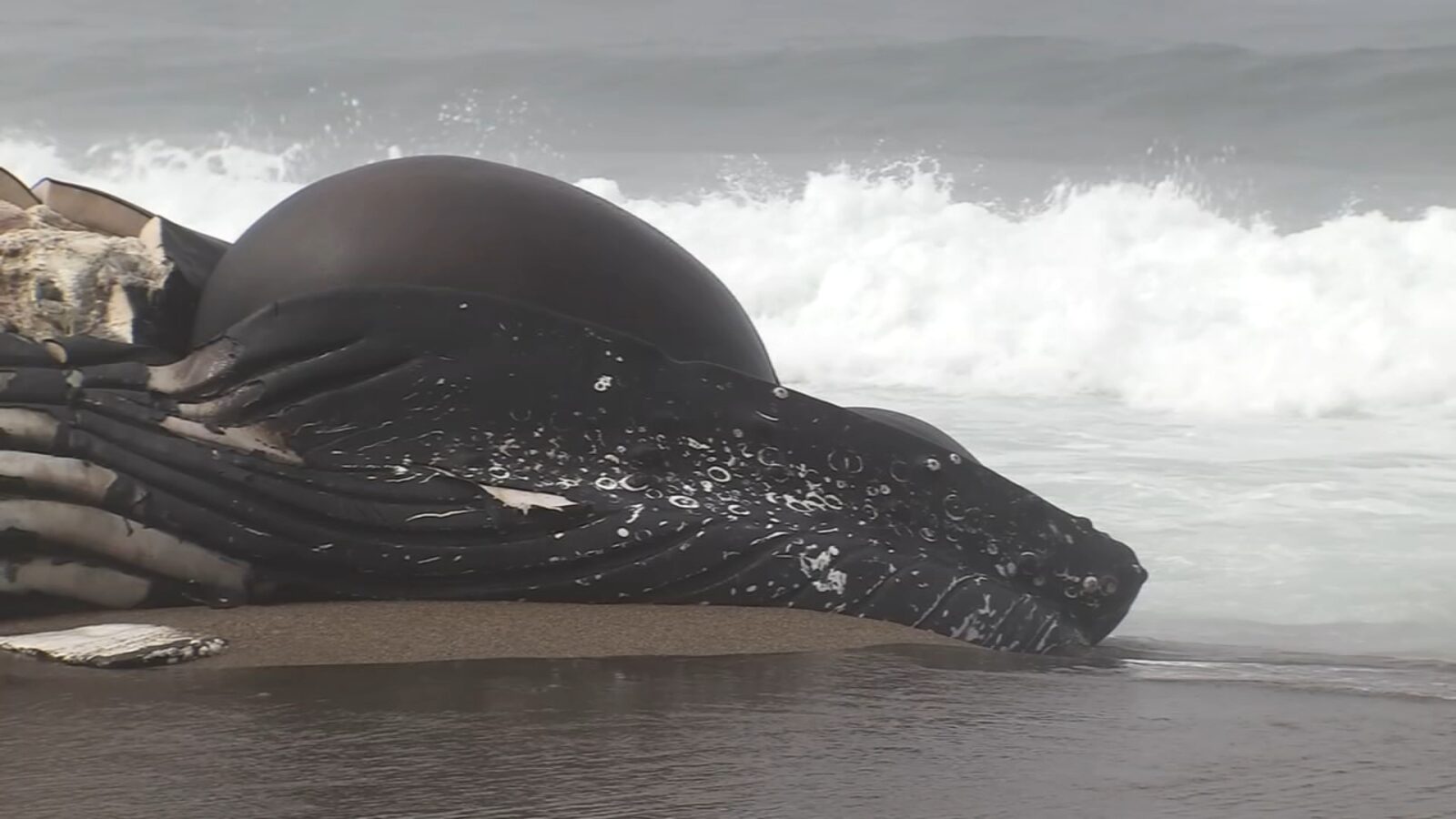 The whale washed ashore Friday between the southern parking lot and the Point Reyes Lighthouse.