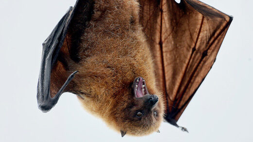 bat hang
