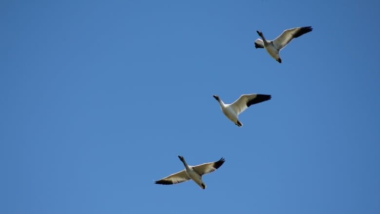 snow geese