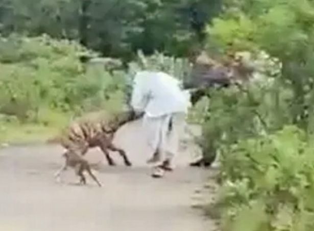 The mutt latches on to his arm with its jaws