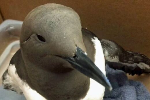 Hundreds of dead seabirds reported up and down the length of Scotland's coast