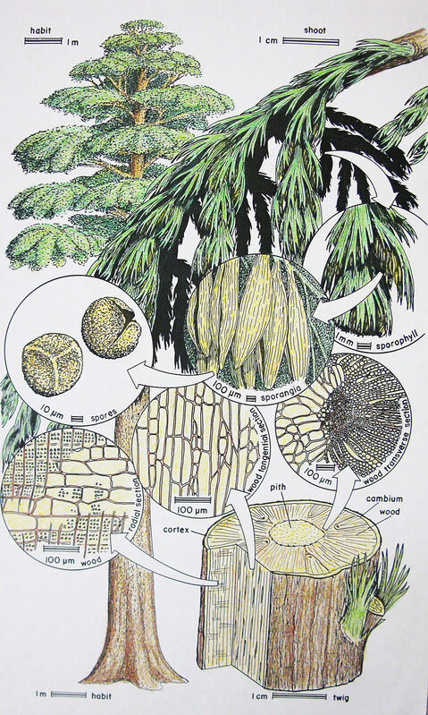 Click to enlarge Archaeopteris