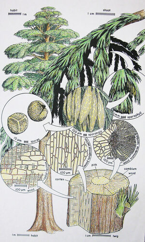 Click to enlarge Archaeopteris