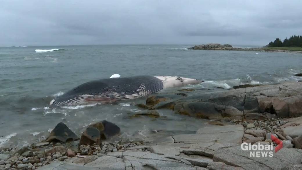 This endangered blue whale was first spotted by a Canadian Coast Guard vessel on Wednesday night, about seven nautical miles off the shore of Sambro, N.S.
