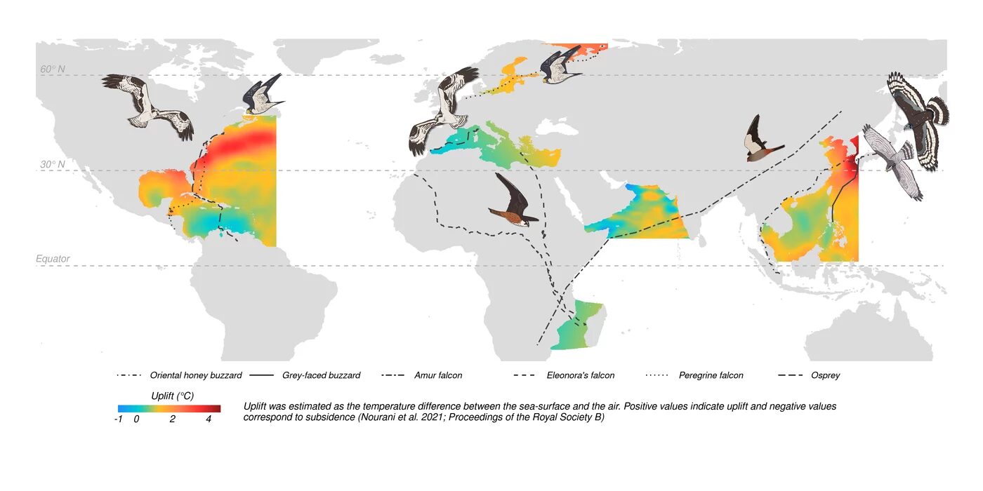 Click to enlarge Bird Migration
