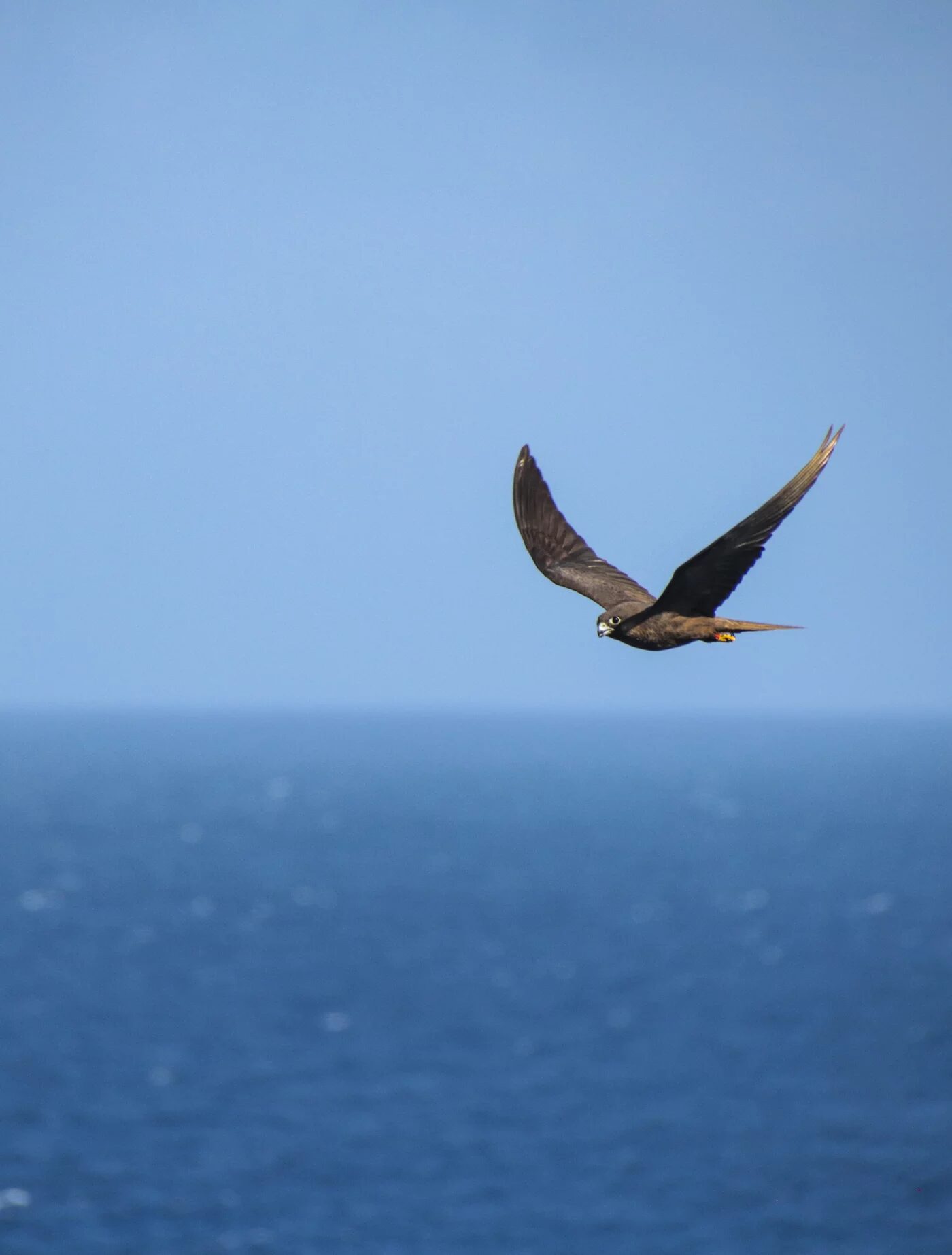 Click to enlarge Eleonora's falcon
