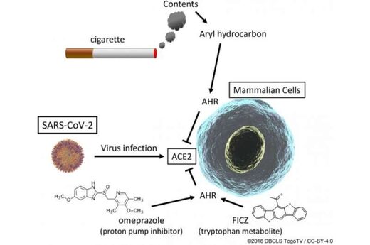 Drugs that mimic effects of tobacco smoke reduce SARS-CoV-2's ability to enter cells, supports multiple studies showing lower cases of coronavirus amongst smokers