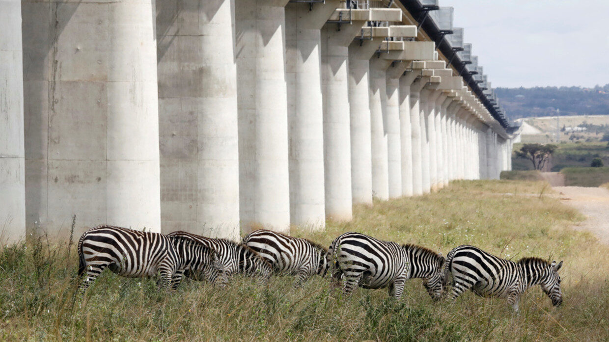 zebras