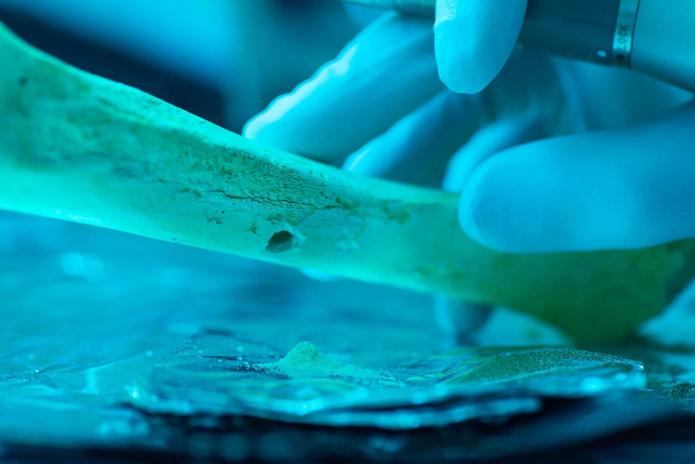 Click to enlarge Ancient DNA