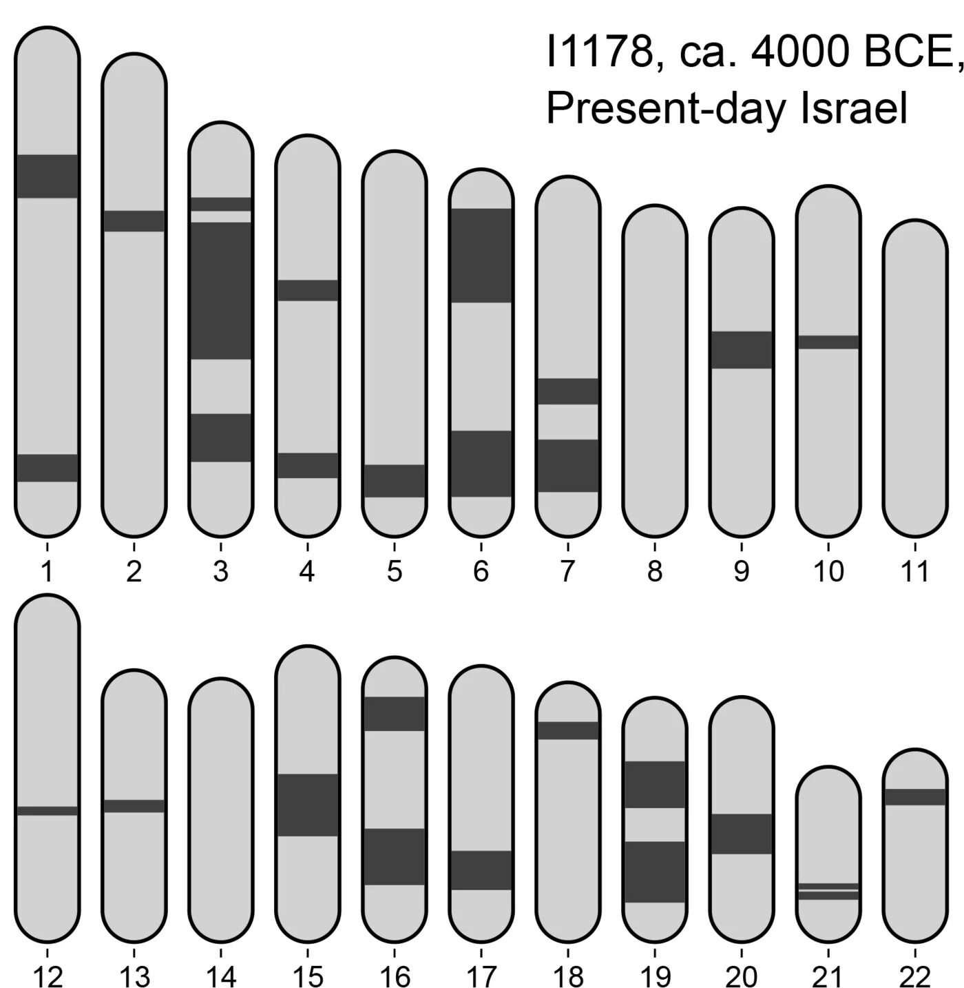 Click to enlarge Genomic signs of parental relatedness