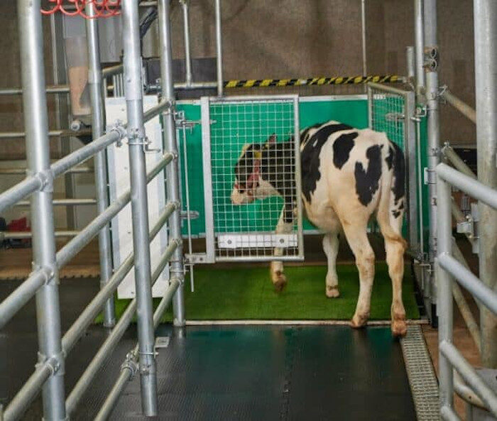 A calf enters the latrine.