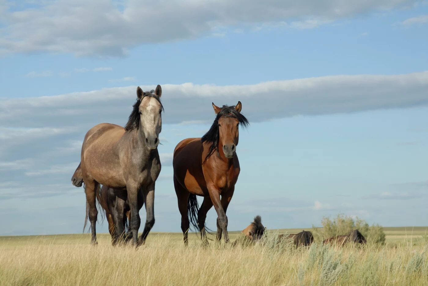 Wild Horses