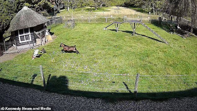 goat chicken attack