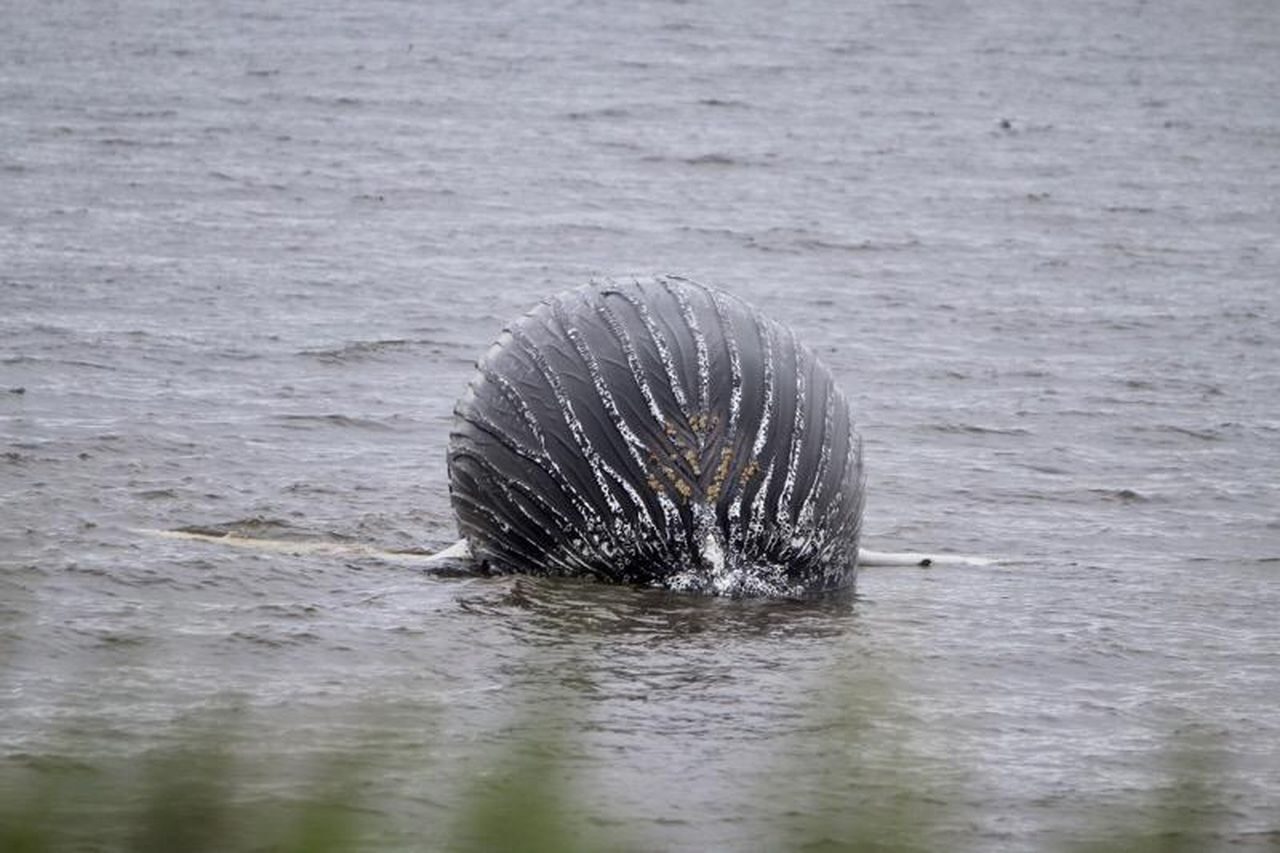 Dead whale set to wash ashore on Staten Island