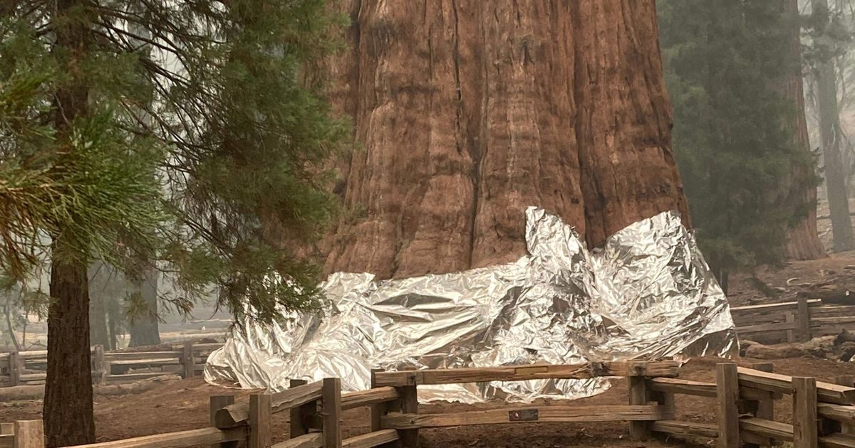 World's largest tree wrapped in fire-resistant blanket due to wildfire fears