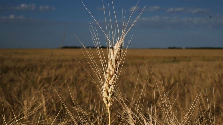 The summer drought created lower yields for Alberta farmers, who are now racing against the clock to get their crops off the field.
