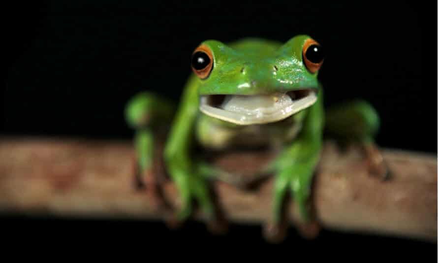 A white-lipped tree frog. Scientists are trying to unravel the cause of thousands of frog deaths in eastern Australia.