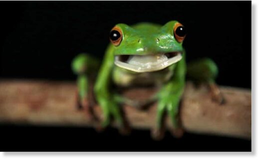 A white-lipped tree frog. Scientists are trying to unravel the cause of thousands of frog deaths in eastern Australia.