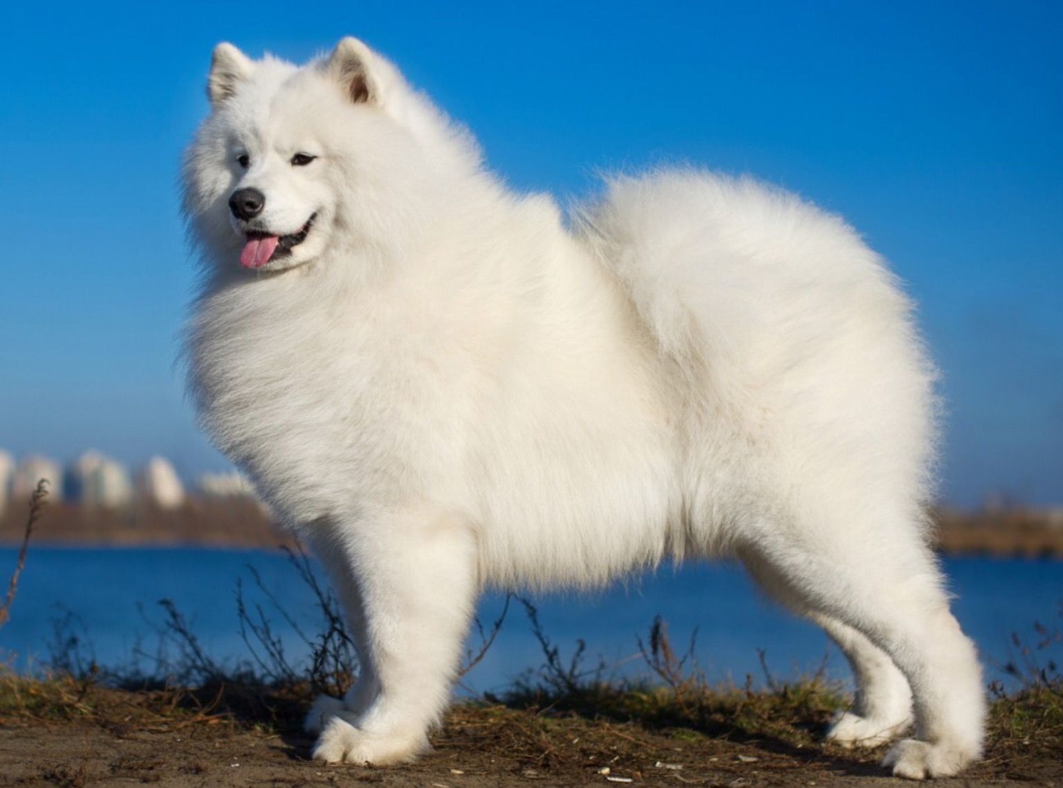 Click to enlarge Samoyed