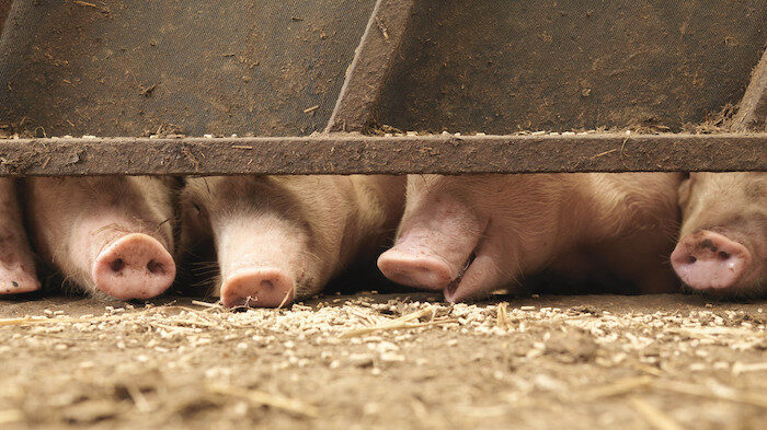 Click to enlarge Pig snouts