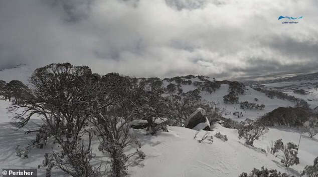 Snowfall of 15-20cm was seen in major snowfield resorts including Perisher