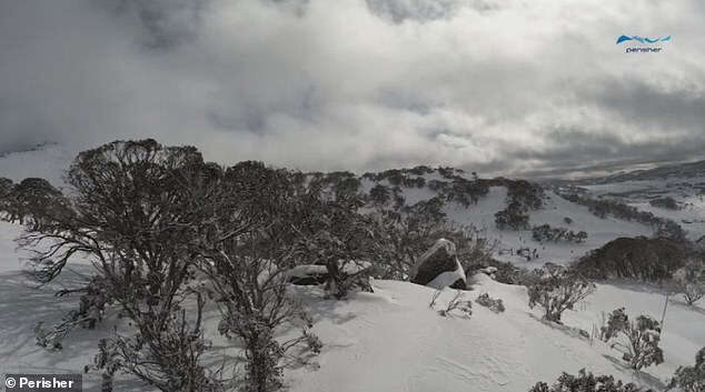 Click to enlarge Snowfall of 15-20cm was seen in major snowfield resorts including Perisher