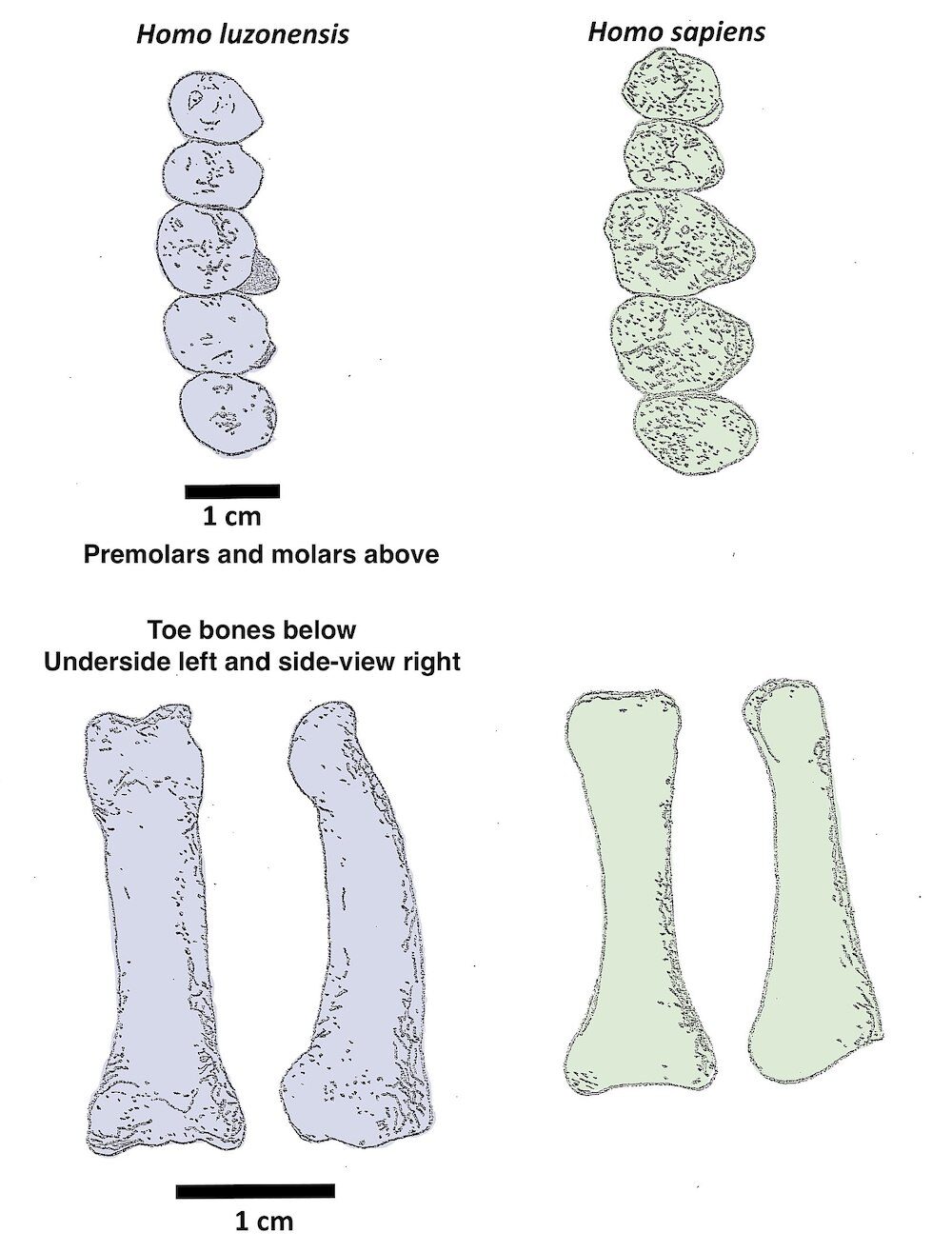 Fossil Bones