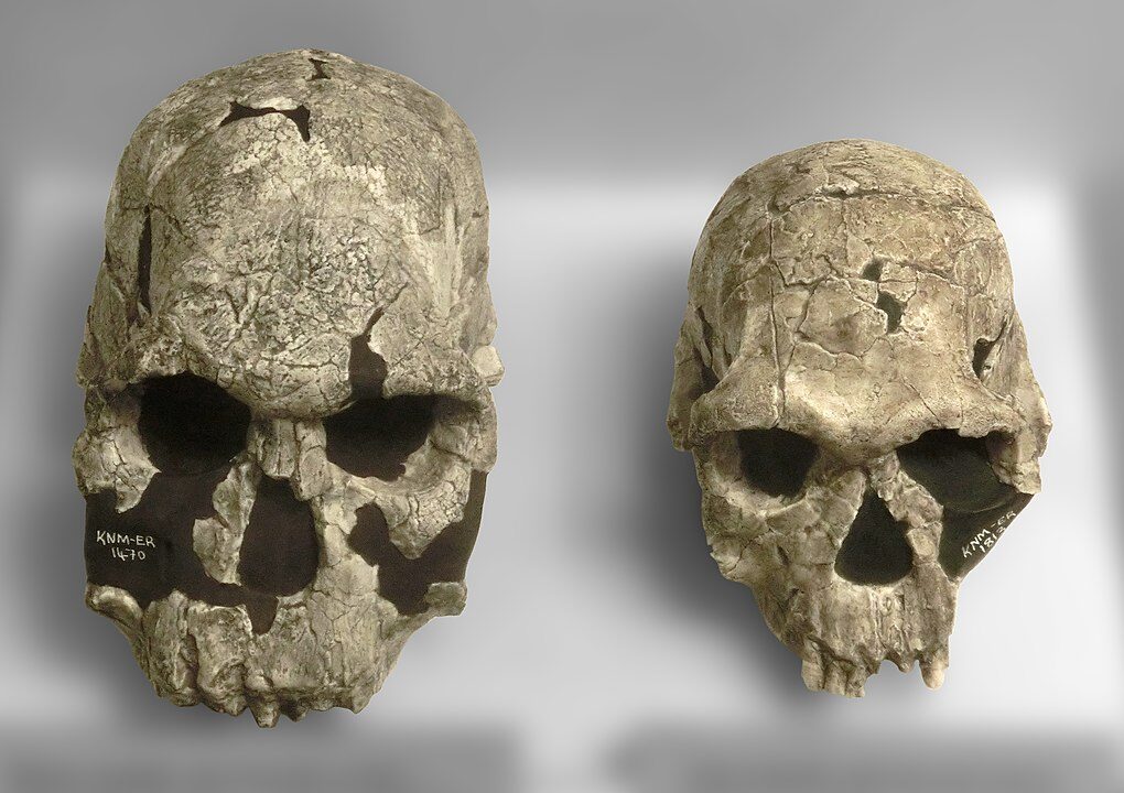 Click to enlarge Fosil Skulls