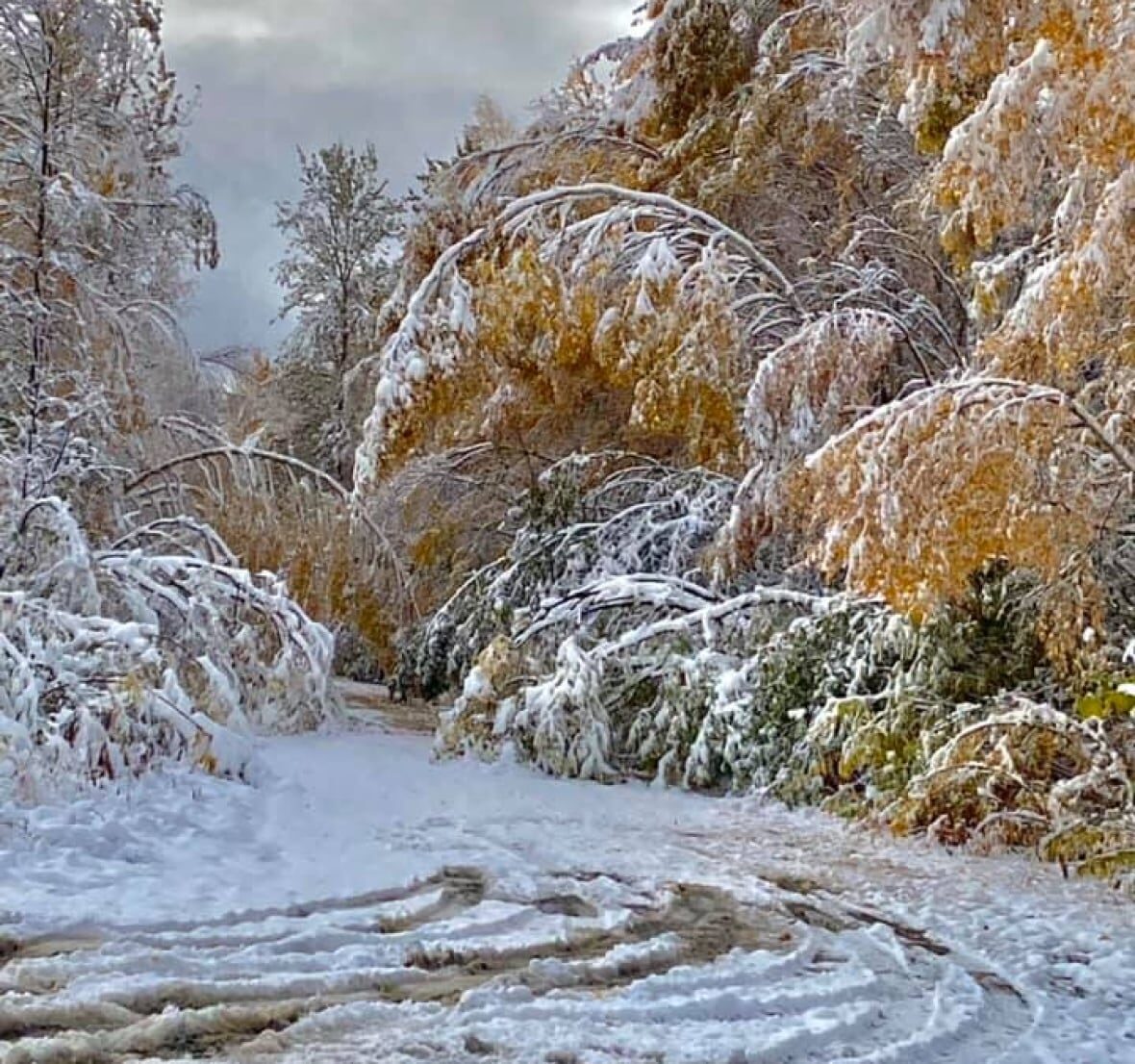Mayo, Yukon, after the territory's first snowfall on Sept. 22. Mayo resident Millie Olsen says it's the first time she's seen so much snow while the trees still have their colourful fall leaves.