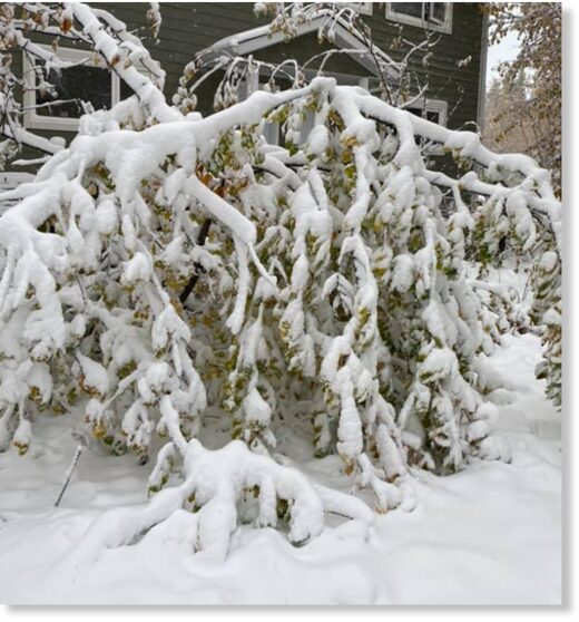 Mayo resident Millie Olsen's maytree is weighed down by wet, heavy snow.