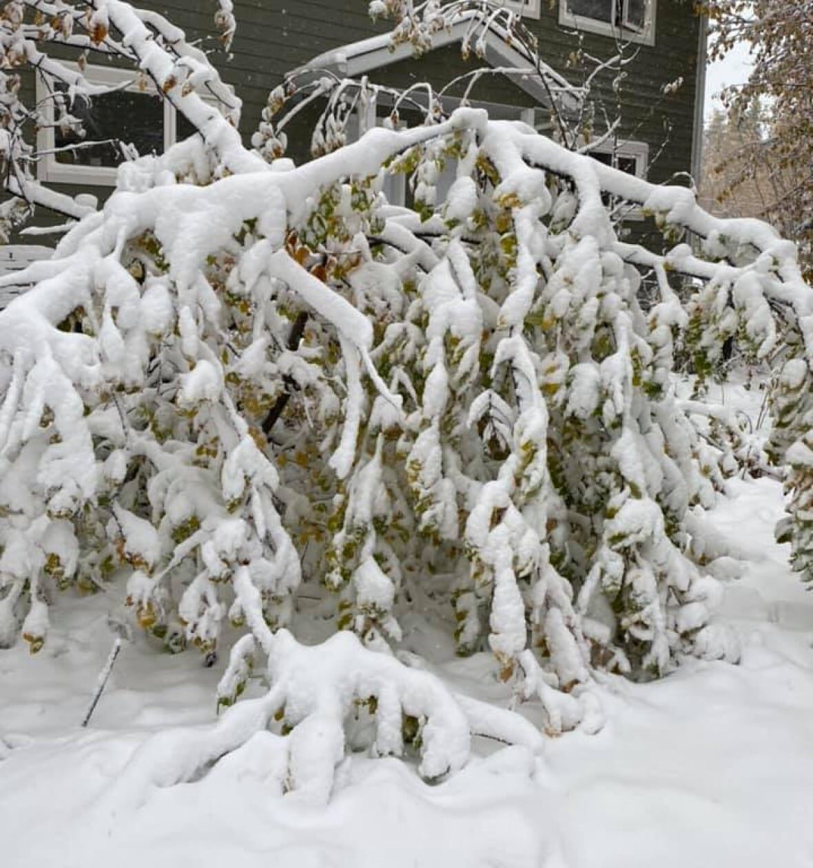 Mayo resident Millie Olsen's maytree is weighed down by wet, heavy snow.