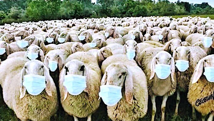 Click to enlarge masked herd