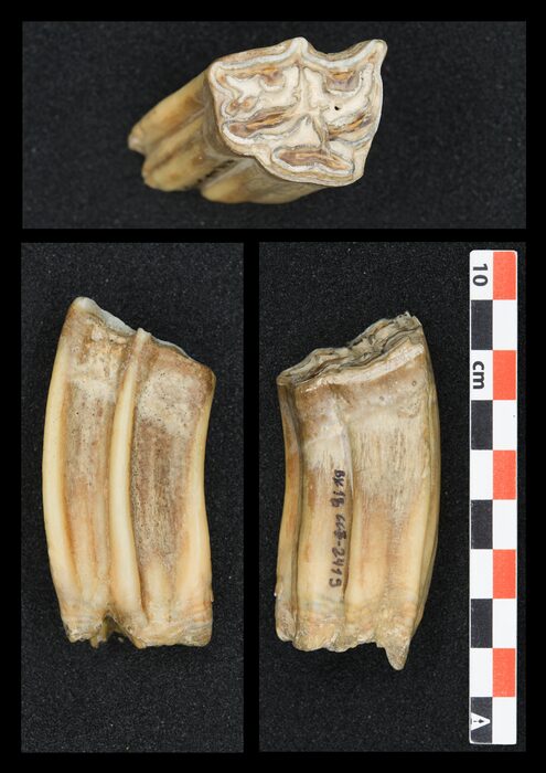Click to enlarge horse teeth