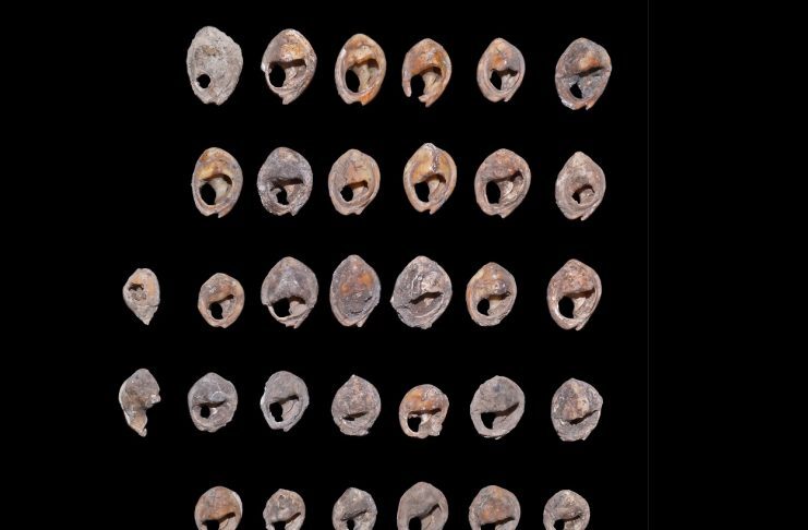 Click to enlarge Shell Beads