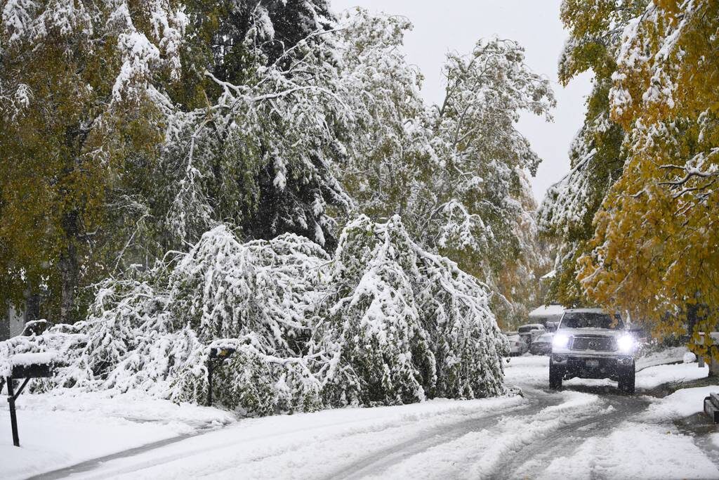 A downed tree blocks a lane of traffic on Hennings Way in East Anchorage on September 24, 2021.
