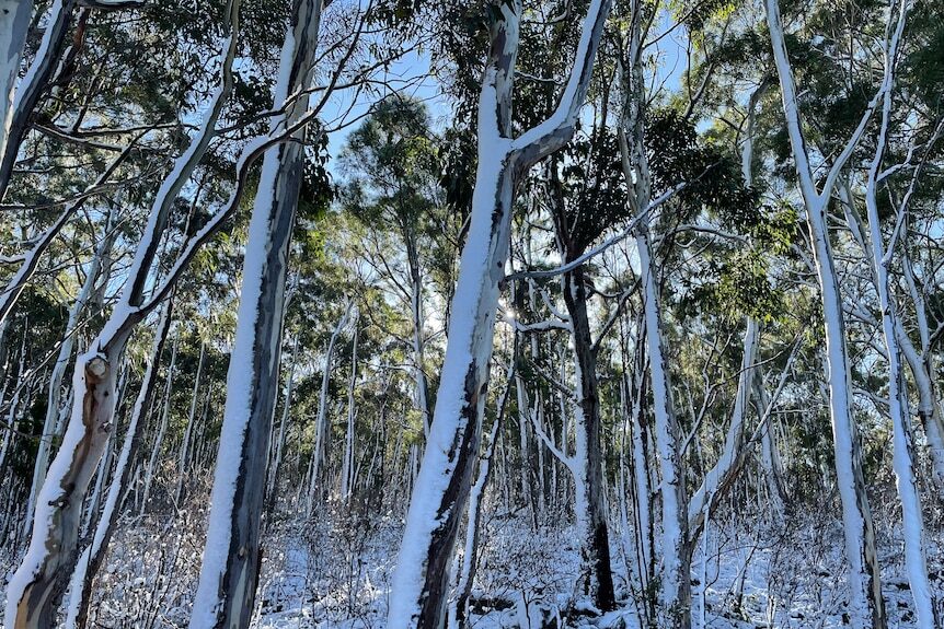 Click to enlarge Snow on gum trees in Ridgeway, Tasmania