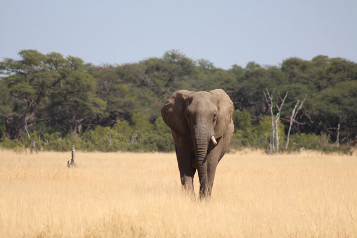 Paramedics found bystanders performing CPR on the tour guide after he was attacked by an elephant.