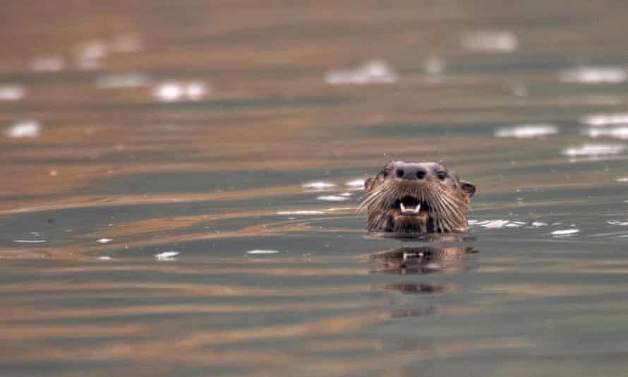 River otters do not usually attack humans, Alaskan authorities said.