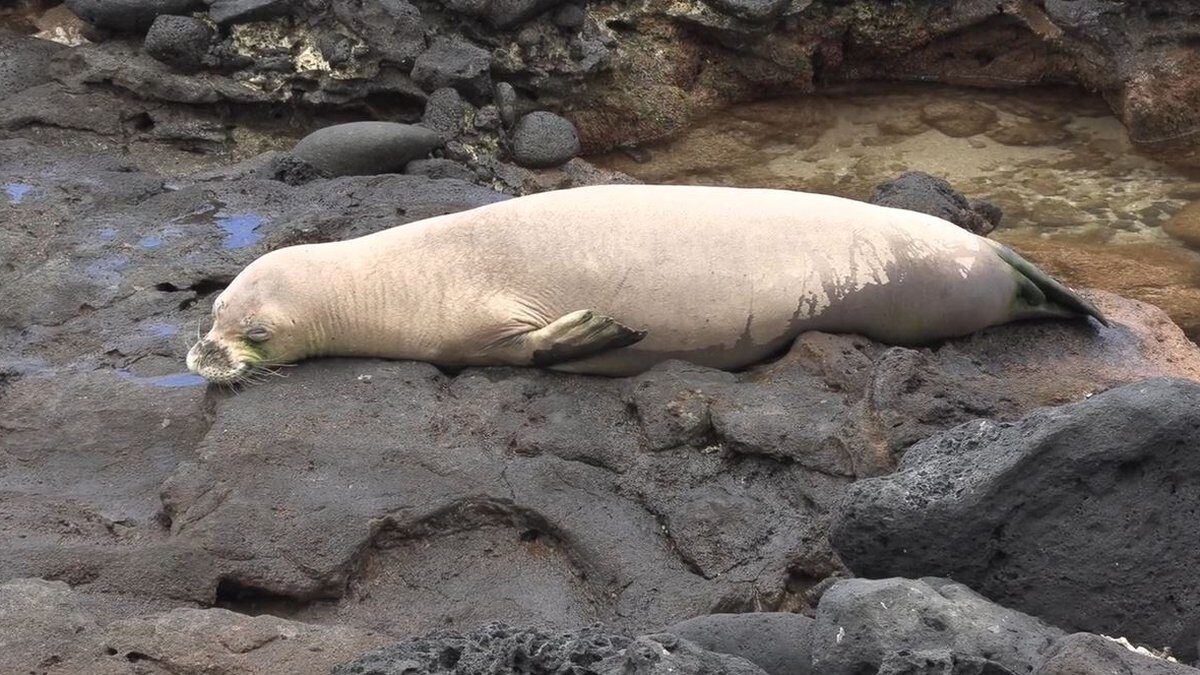 Click to enlarge Federal and state officials are looking into the 6th monk seal death on Molokai.
