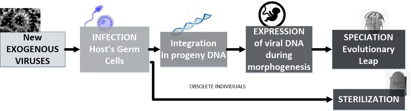 From a new exogenous virus to the apparition of a new species