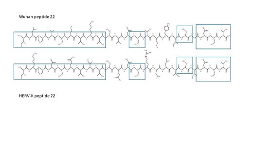 Compared stereochemistry of SARS-COV-2 spike protein and syncytin-2