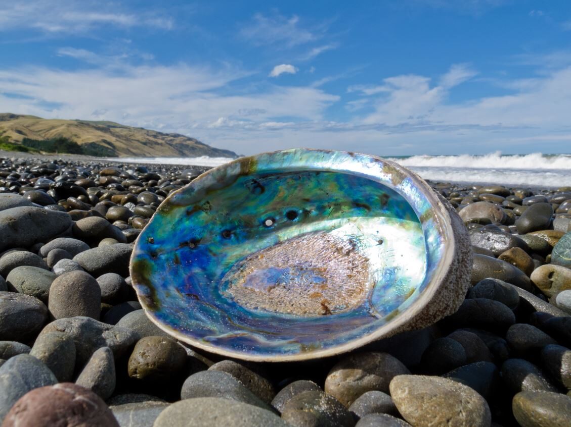 Click to enlarge Seashell on the seashore