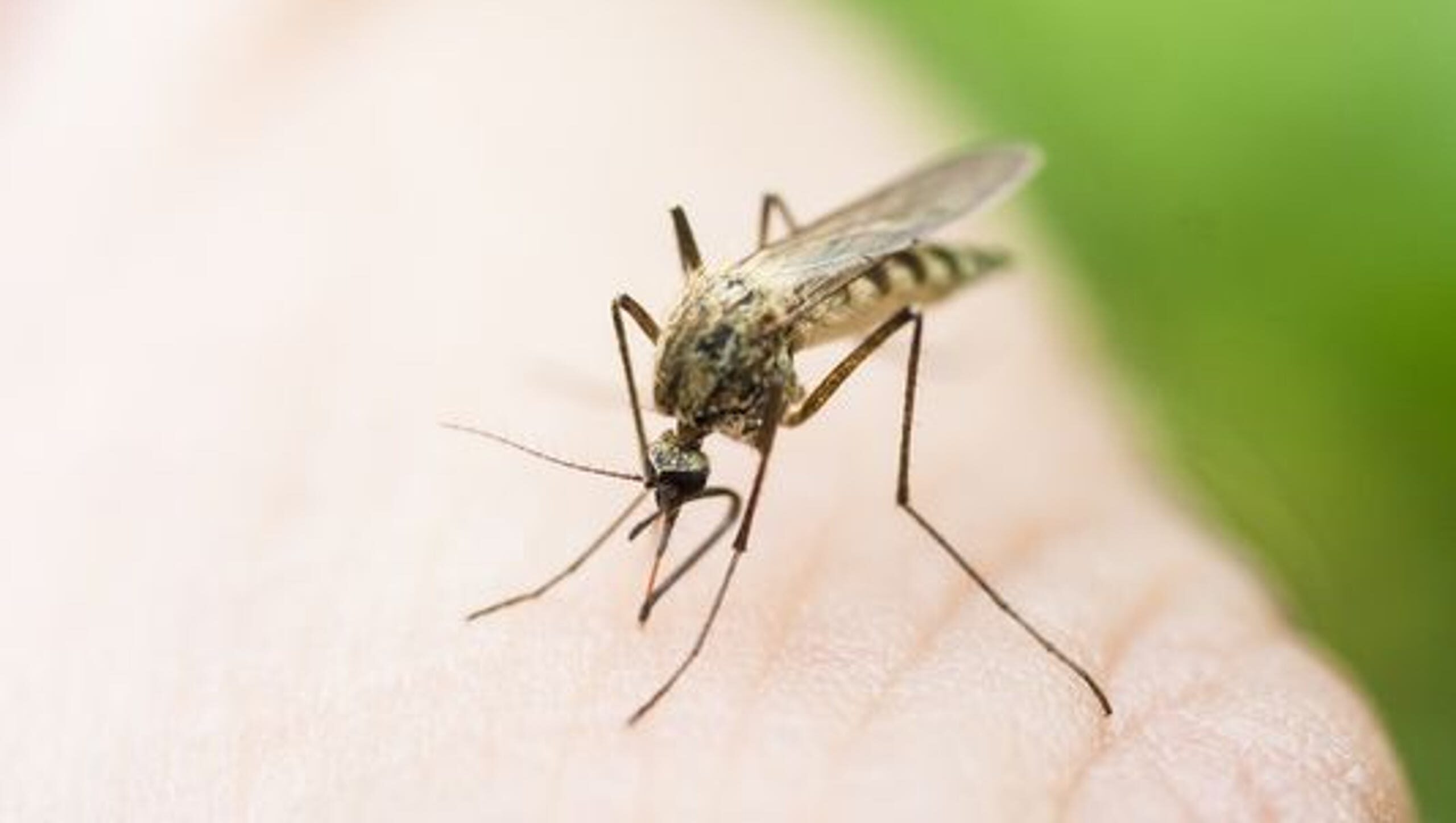 mosquito