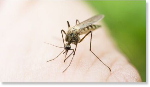 Click to enlarge mosquito