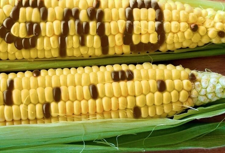 GMO corn