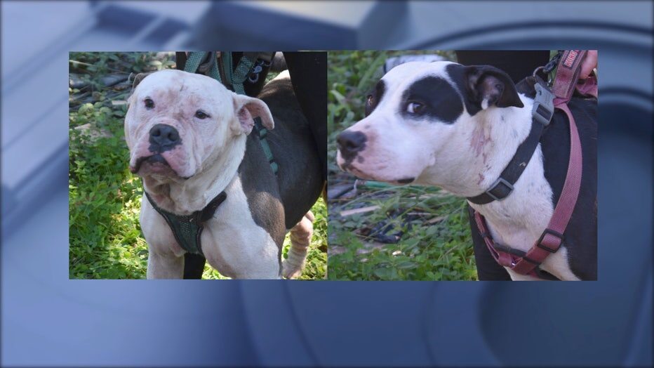 Click to enlarge Photos of two dogs seized by Coweta County animal control as investigators worked to determine how a man died at the home.
