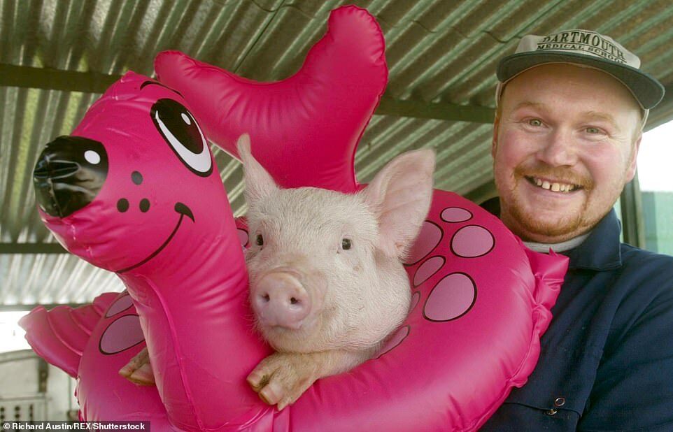 Click to enlarge pig farmer