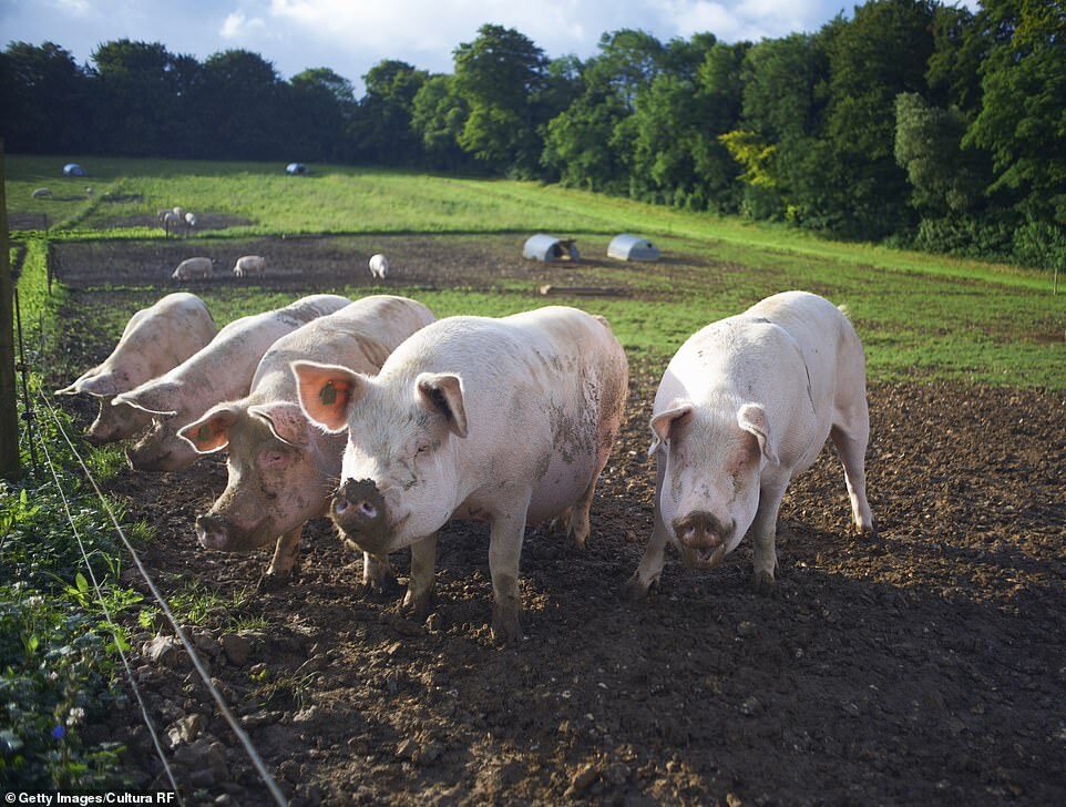 pigs