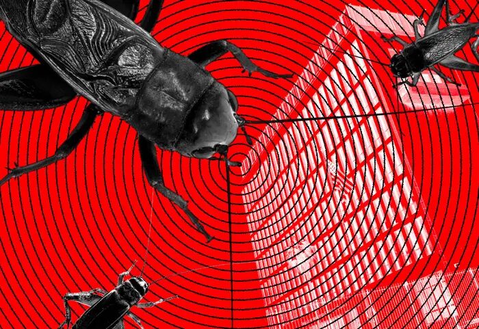 cockroach antenna
