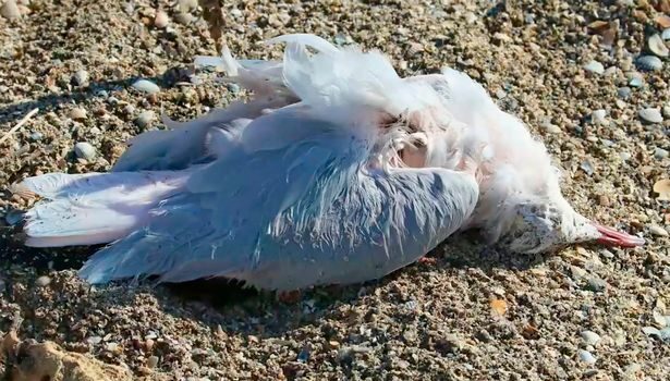 Dead birds scattered along the Sivash Bay in Crimea